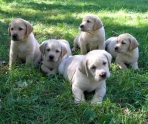 Cute+dog+breeds+that+don