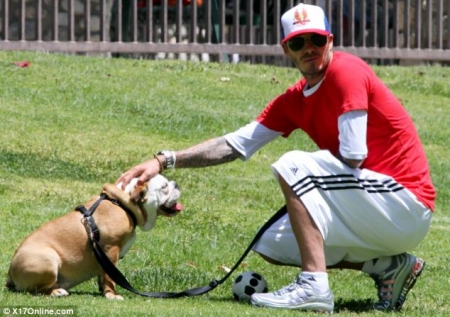 Beckham  on David Beckham And Dog Celebrity Pictures Puppies1 450x318 Jpg